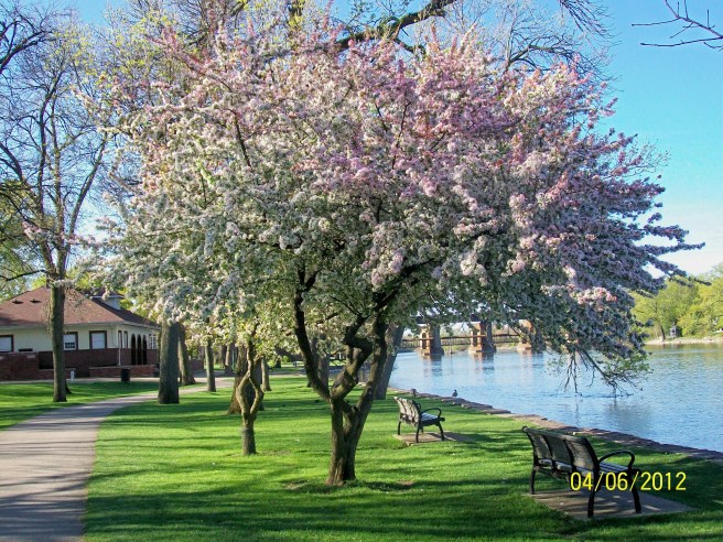 Island Park-Tree in Bloom